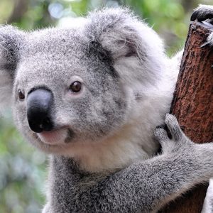 Alphabet Animals Pet Quiz Koala