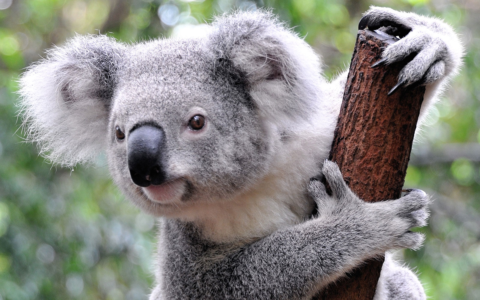 I'm Not Joking, This General Knowledge Quiz Is Challenging Koala