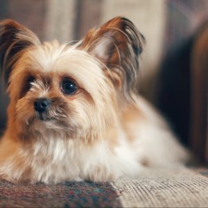 Dog Personality Quiz 🐶: What Wild Animal Are You? 🦁 Shih Tzu