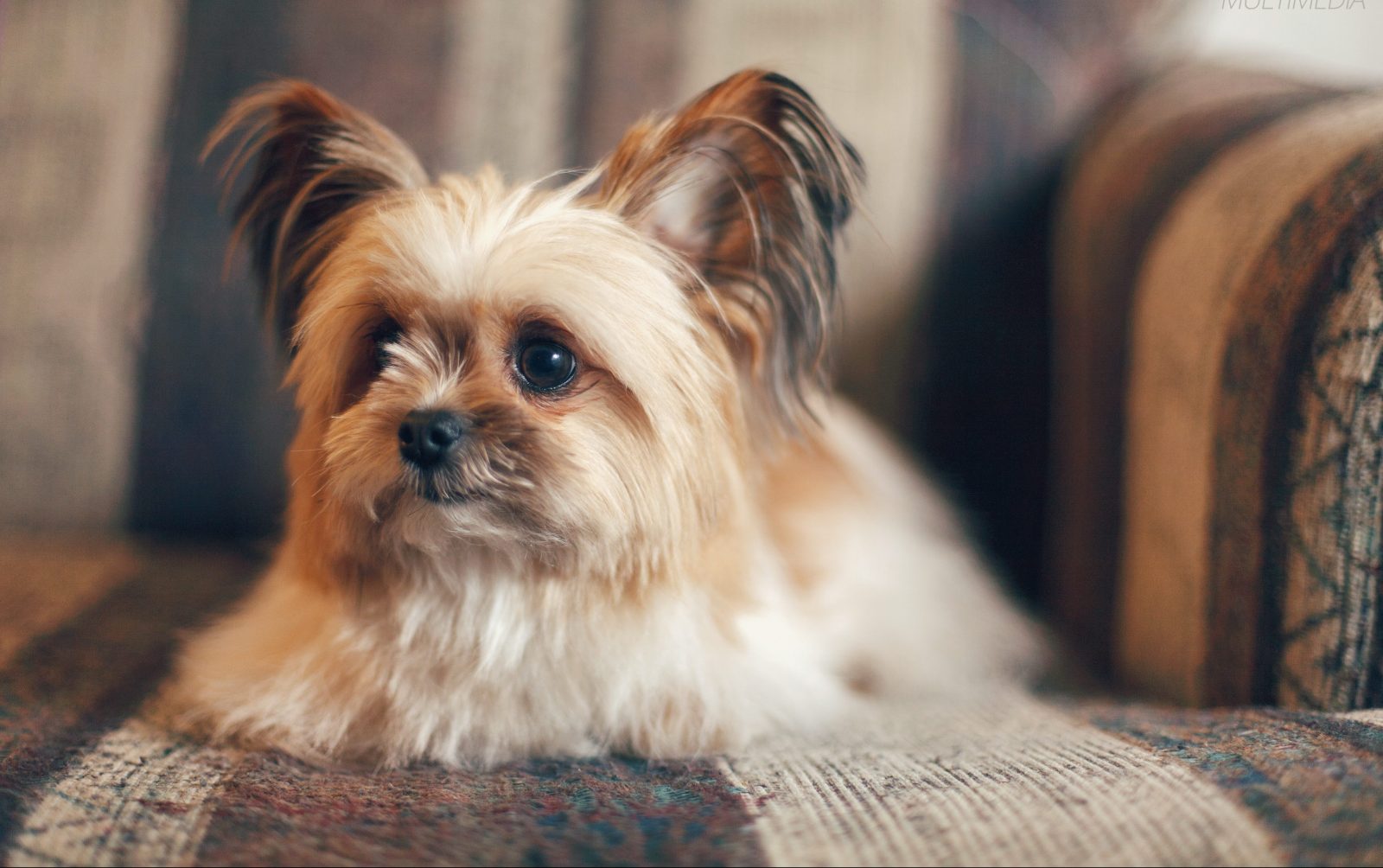7 in 10 People Can’t Identity More Than 15 of These Dog Breeds 🐕 — Let’s See If You Can Do It Shih Tzu