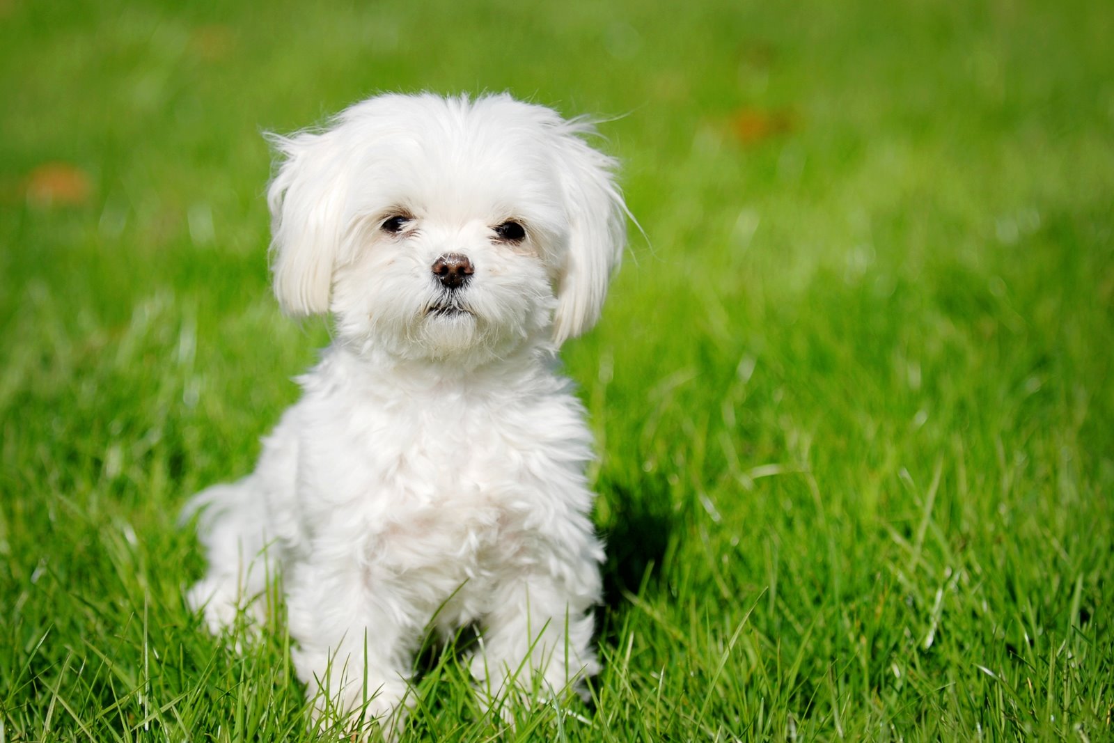 Can You Identify These 20 Dog Breeds 🐕 from Just One Picture? Maltese