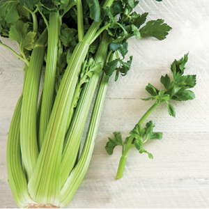 Let’s See If You Know Your Basic Science — Can You Get 20/20 on This Quiz? Celery