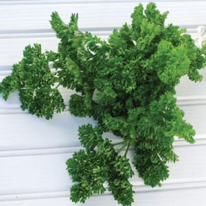 🍲 Make a Cozy Slow-Cooker Dinner and We’ll Give You a Fluffy Dog Breed to Adopt Parsley