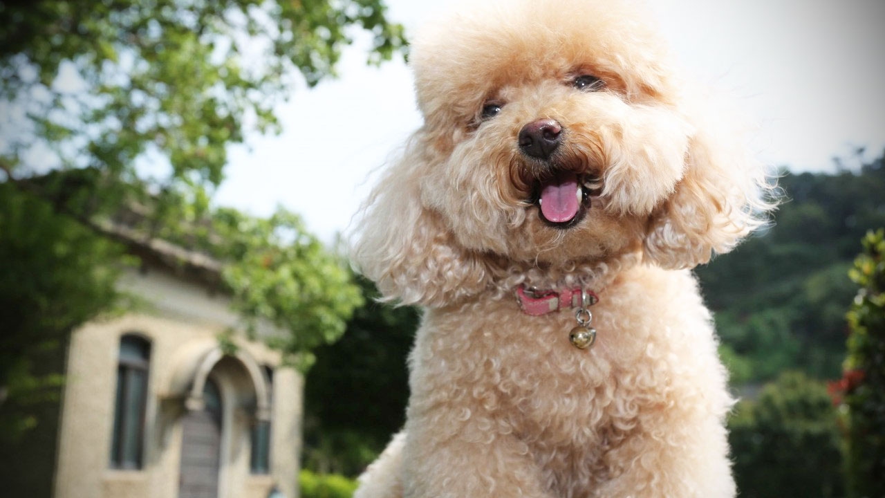 You got: Poodle! 🍲 Make a Cozy Slow-Cooker Dinner and We’ll Give You a Fluffy Dog Breed to Adopt