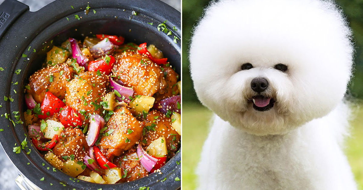 🍲 Make a Cozy Slow-Cooker Dinner and We’ll Give You a Fluffy Dog Breed to Adopt