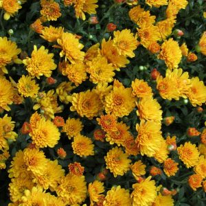 20 General Knowledge Questions — How Many Can You Answe… Quiz Yellow