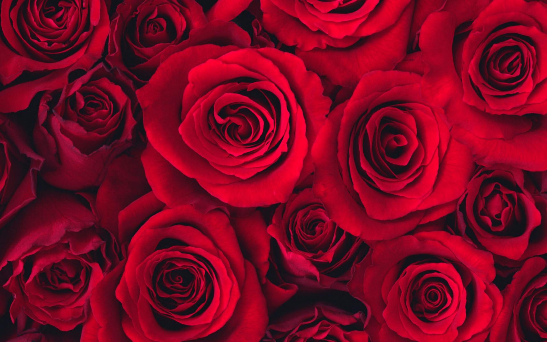 February Trivia Questions And Answers Red roses