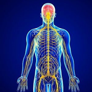 Oh, You’re a Science Champion? 🤓 Prove It by Getting Better Than 15/20 on This Test Nervous system