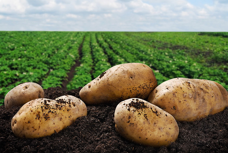 Can You Actually Get a Perfect Score on This Trivia Quiz? potato farm