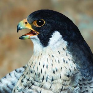 Only Straight-A Students Can Get at Least 12/15 on This General Knowledge Quiz Falcon