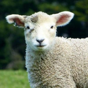 90% Of People Can’t Crush This Easy General Knowledge Quiz. Can You? Sheep