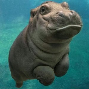 Can You Get A Perfect Score On This Trivia Quiz? Hippopotamus