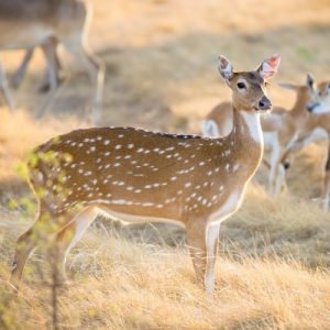 Can You Get A Perfect Score On This Trivia Quiz? Deer