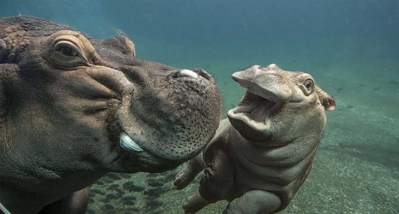 Can You Actually Get a Perfect Score on This Trivia Quiz? hippos