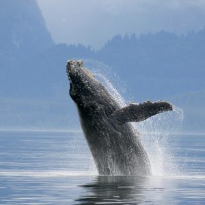 AI Trivia Quiz Whale