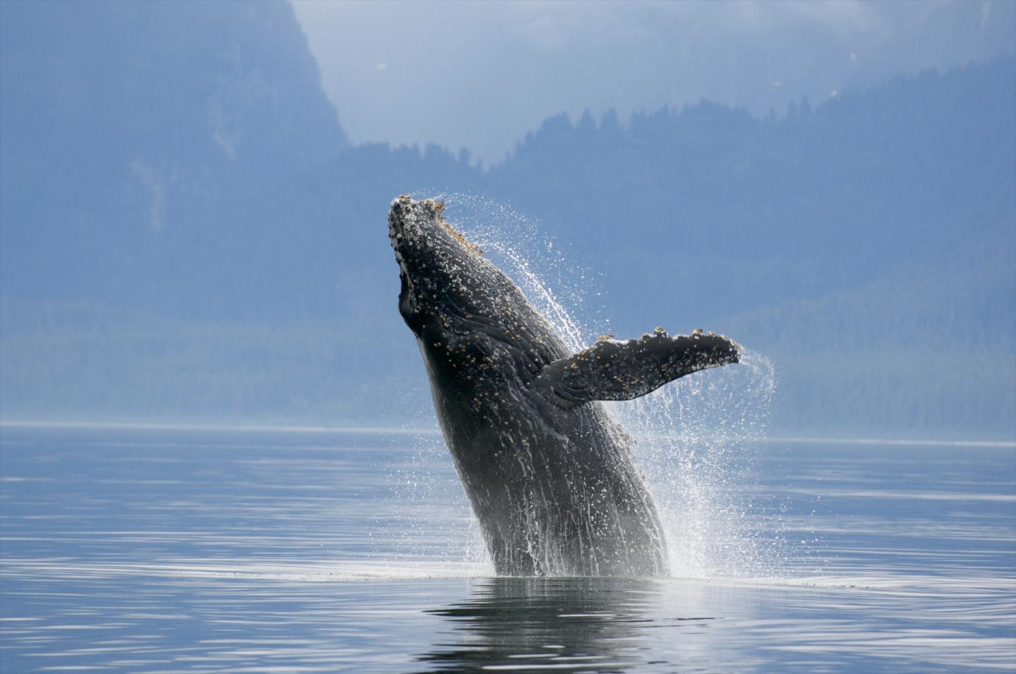 Even Wildlife Experts Can't Get Perfect Score on This Animal Quiz — Can You? whale