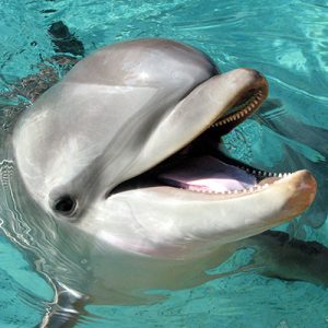 Can You Get A Perfect Score On This Trivia Quiz? Dolphin