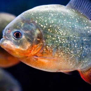 Can You Get A Perfect Score On This Trivia Quiz? Piranha
