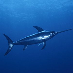 Red Trivia Quiz Swordfish