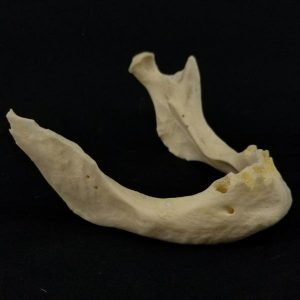 Can You Get A Perfect Score On This Trivia Quiz? Mandible