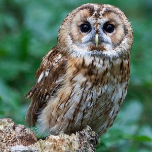 Are You Sweet, Sour, Spicy, Or Umami? Quiz Owl energy