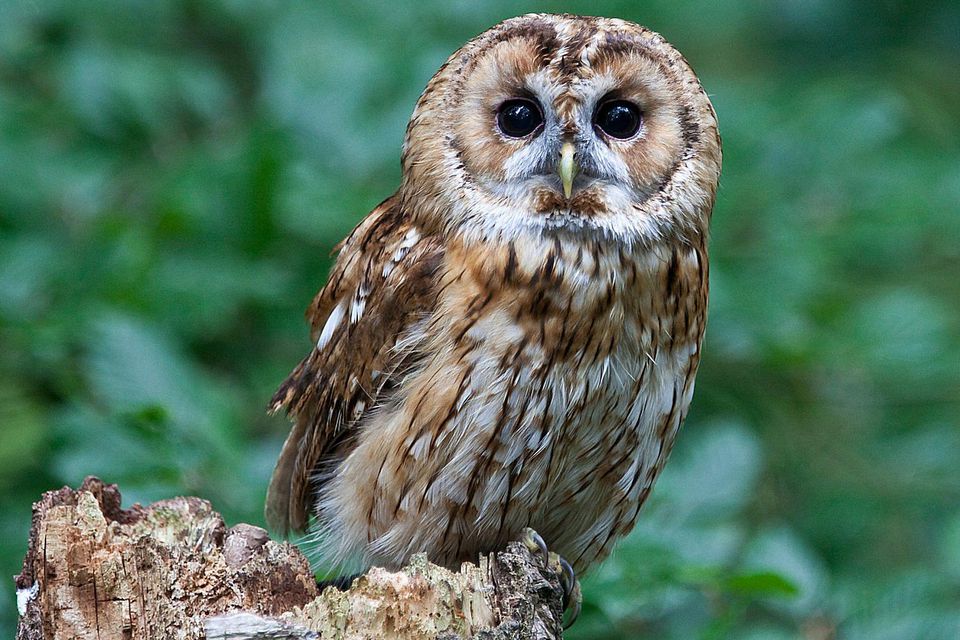 This General Knowledge Quiz Will Stump You Unless You’re Really, REALLY Intelligent owl
