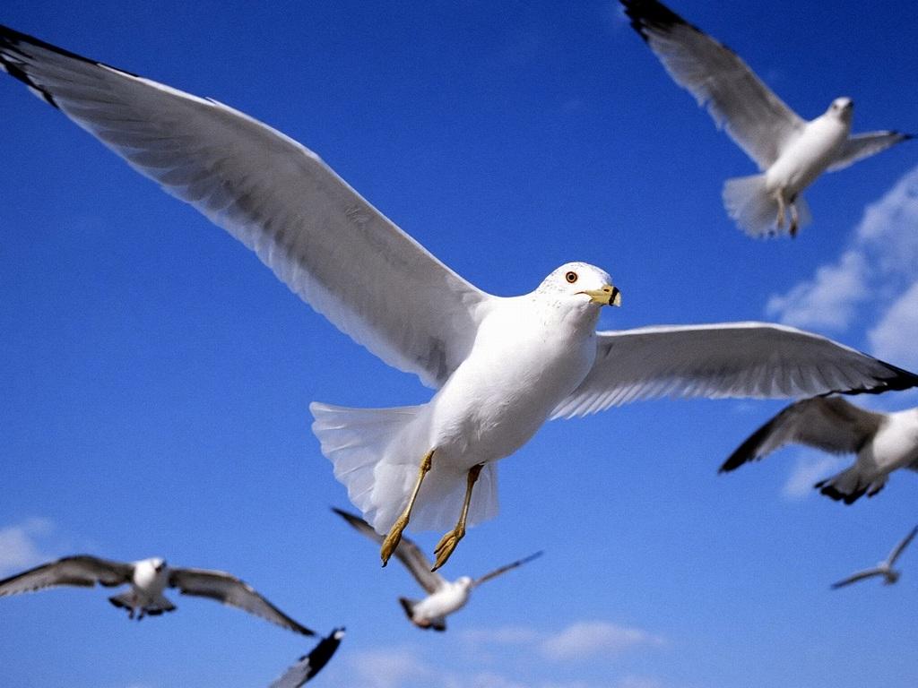 This General Knowledge Quiz Will Stump You Unless You’re Really, REALLY Intelligent birds fly 