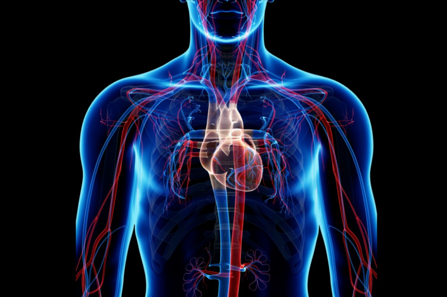 Can You Get Through This Quiz Without Getting Tricked? circulatory system