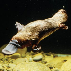Only Someone Who Paid Really Close Attention in School Can Get 16/22 on This Science Quiz Platypus