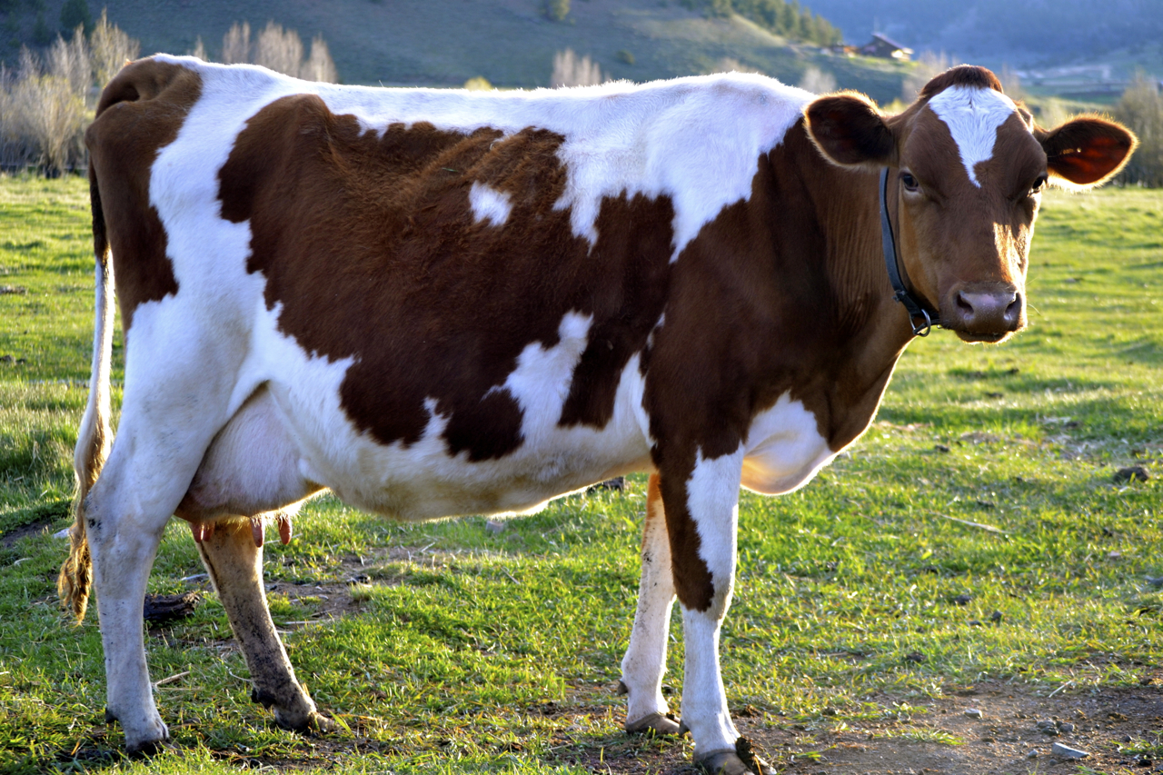 If You Can Pass This Random Knowledge Quiz, You Probably Know Too Much cow