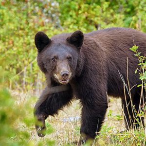 Everyone Has a US State They Truly Belong in — Here’s Yours Black bear