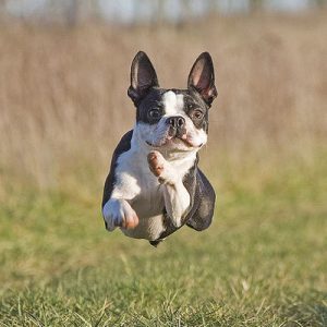 Everyone Has a US State They Truly Belong in — Here’s Yours Boston terrier