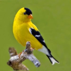 Everyone Has a US State They Truly Belong in — Here’s Yours Eastern goldfinch