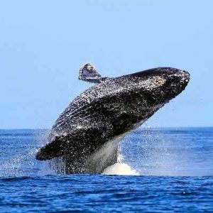 Everyone Has a US State They Truly Belong in — Here’s Yours Humpback whale
