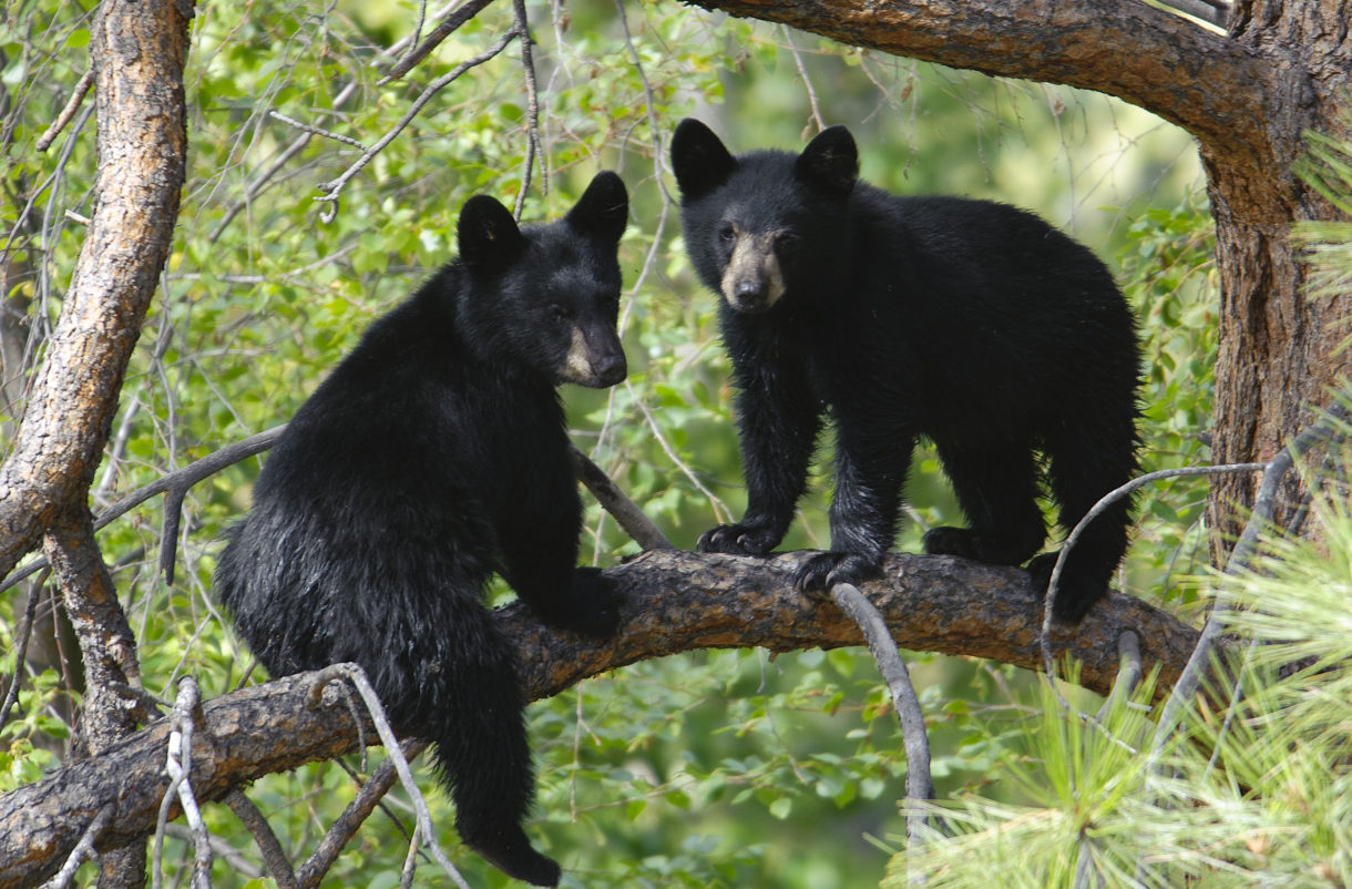 Can You Match These Animals With Their Natural Food Source? black bear