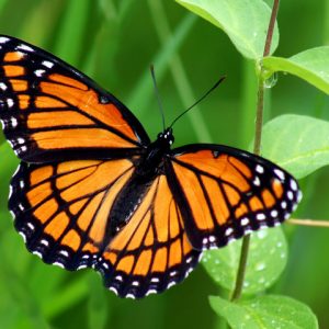 Can You Correctly Answer 15 Random General Knowledge Questions? Butterfly