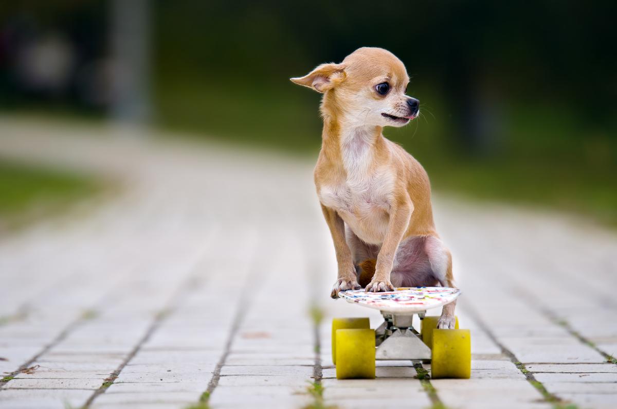Not Even Masters of General Knowledge Can Get a Perfect Score on This Quiz. Can You? Chihuahua