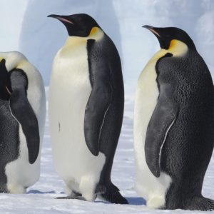 If You Get Over 80% On This Random Knowledge Quiz, You Know a Lot Emperor penguin