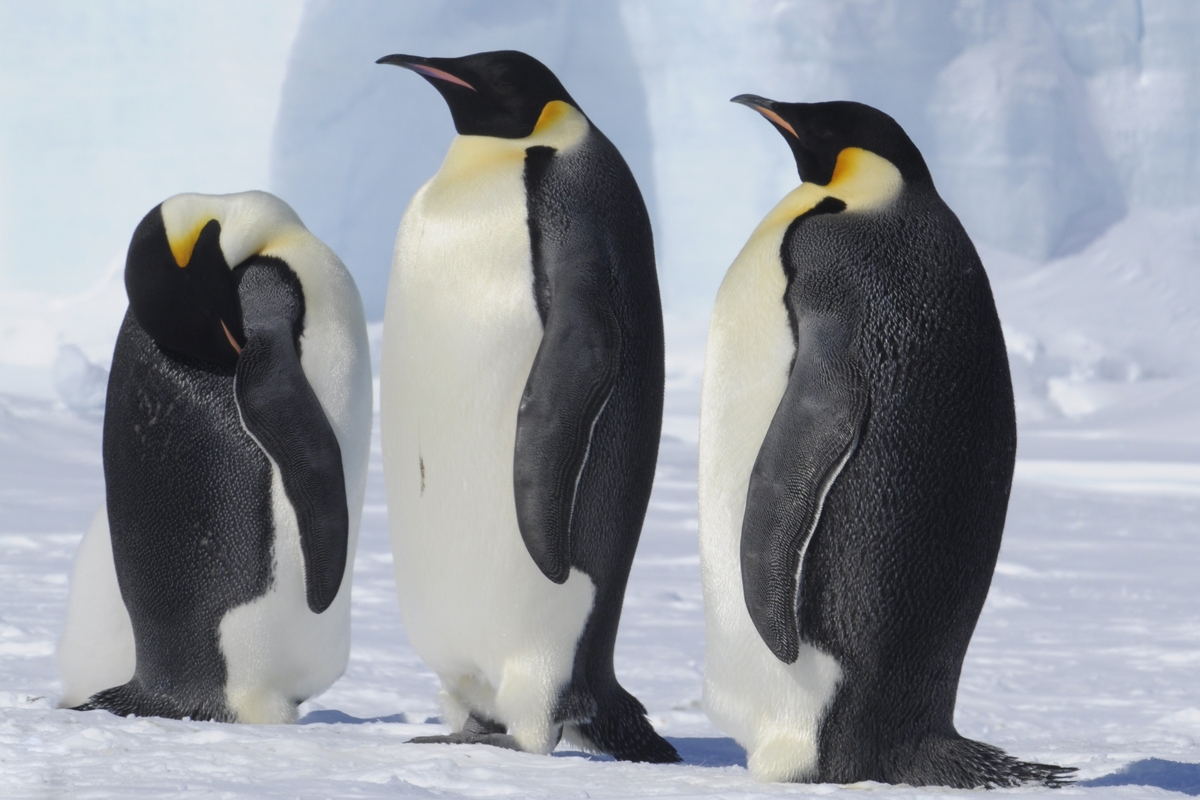 Journey Around the 🌎 Globe from Wherever You Are With This 32-Question Trivia Quiz Emperor penguins