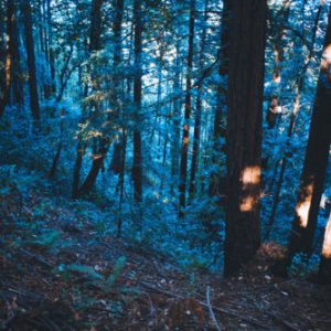 Can You Pass This Basic High School Spelling Test? Rainforest