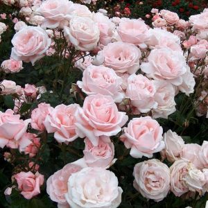 This IQ Quiz Should Be Easy but Can You Get a Perfect Score? Flower