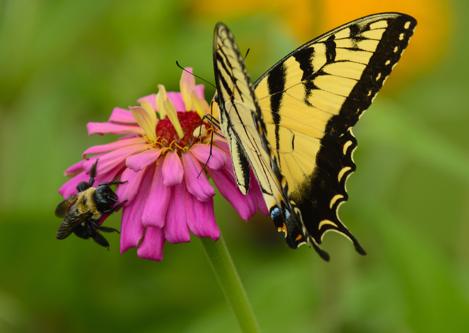 Wanna Know If You Have Enough General Knowledge? Take This Quiz to Find Out Butterfly and bee