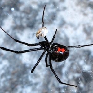 No 1 Has Got Perfect Score On This General Knowledge Quiz. Will You? Arthropods