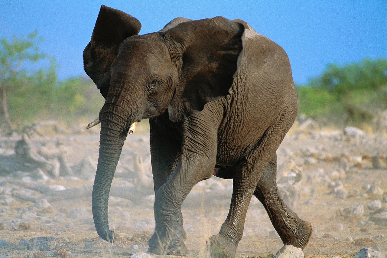 No One Has Got a Perfect Score on This General Knowledge Quiz. Will You? elephant