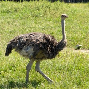If You Get Over 80% On This Random Knowledge Quiz, You Know a Lot Ostrich