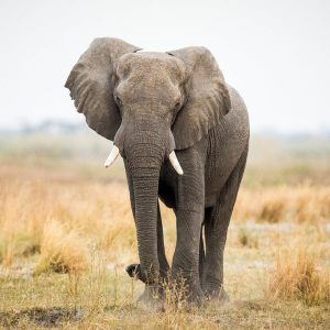 90% Of People Can’t Crush This Easy General Knowledge Quiz. Can You? Elephant
