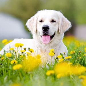 Which Chat App Are You? Quiz Dog