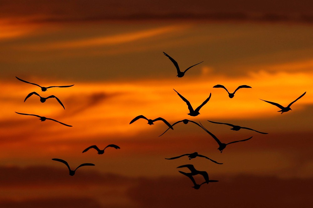 How Much Totally Random General Knowledge Do You Have? Quiz birds flying