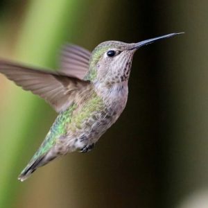 Can We Accurately Guess Your Zodiac Element Just by the Team of Animals You Build? Hummingbird