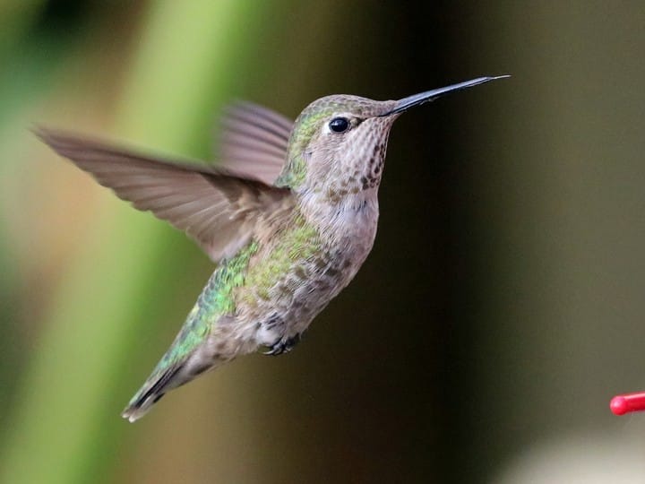 Can You Beat Your Friends in This Quiz That’s All About Animals? Hummingbird